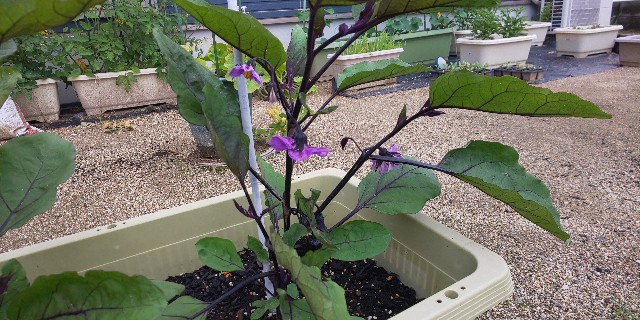 f:id:i_c_o:20210521112737j:plain