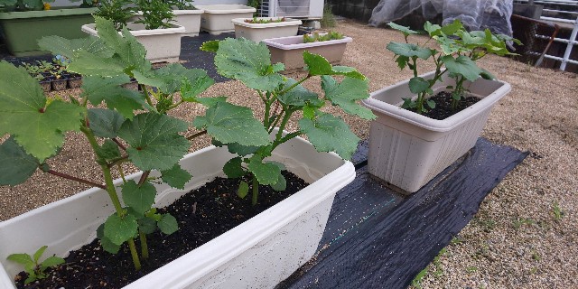 f:id:i_c_o:20210521112822j:plain