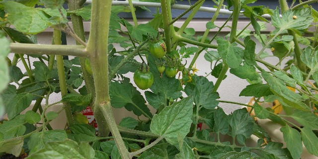 f:id:i_c_o:20210521112928j:plain