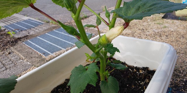 f:id:i_c_o:20210525080209j:plain