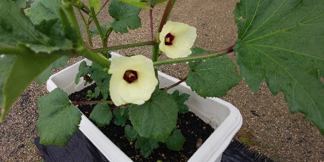 f:id:i_c_o:20210604154337j:plain