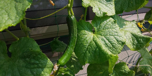 f:id:i_c_o:20210609133530j:plain