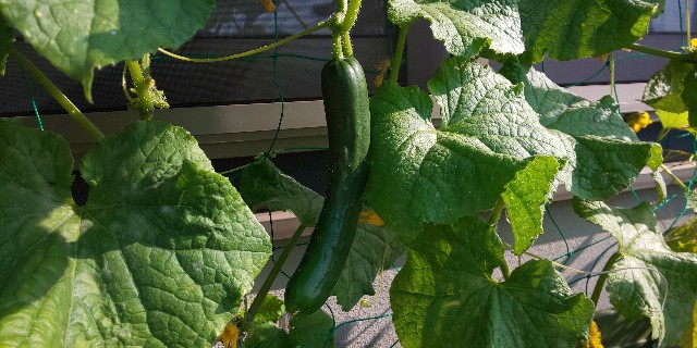 f:id:i_c_o:20210610075817j:plain