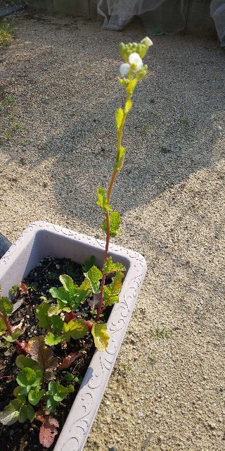 f:id:i_c_o:20210610080748j:plain