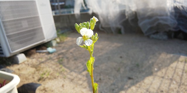 f:id:i_c_o:20210610080806j:plain