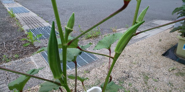 f:id:i_c_o:20210614081354j:plain