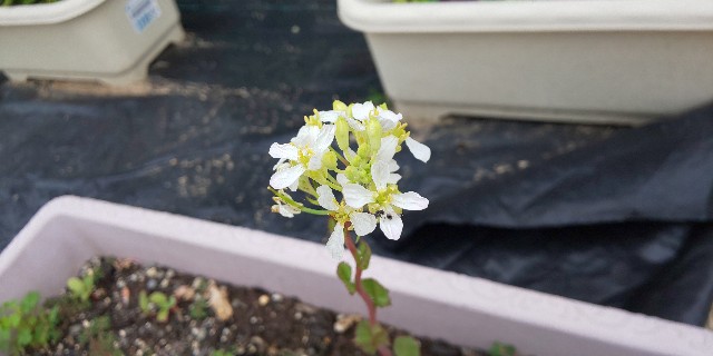 f:id:i_c_o:20210614081536j:plain