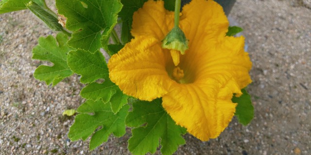 f:id:i_c_o:20210625062326j:plain