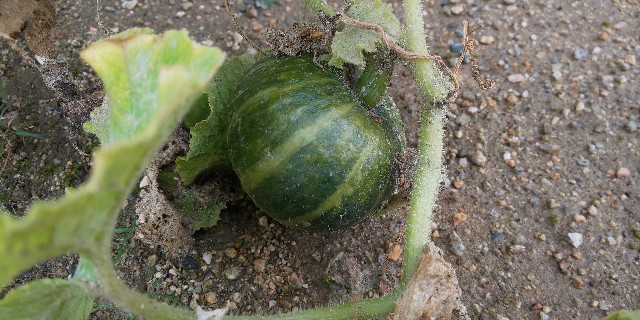 f:id:i_c_o:20210719110134j:plain