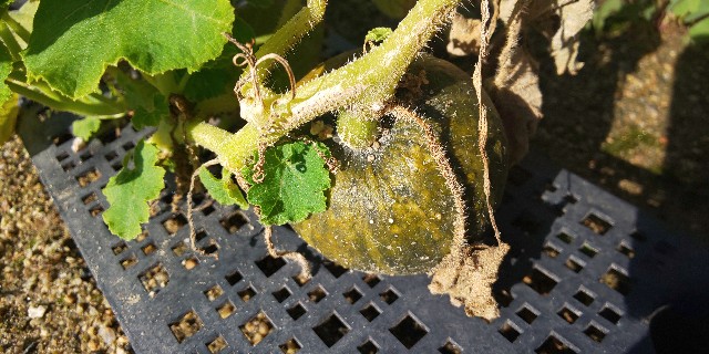 f:id:i_c_o:20210727073417j:plain