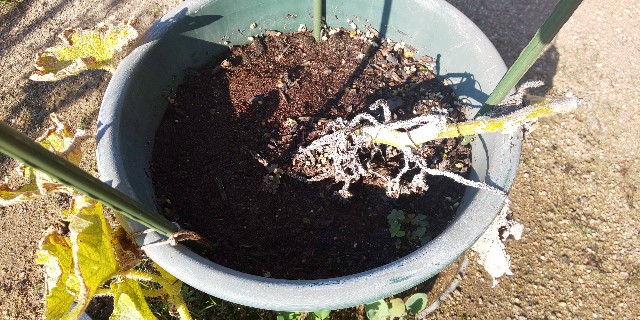 f:id:i_c_o:20210727073424j:plain