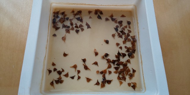 f:id:i_c_o:20210926080318j:plain