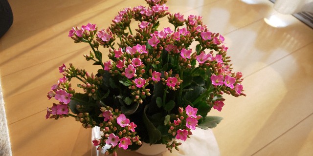 f:id:i_c_o:20211115093302j:plain