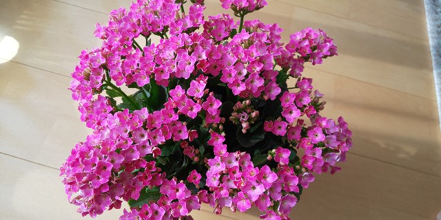 f:id:i_c_o:20211124101735j:plain