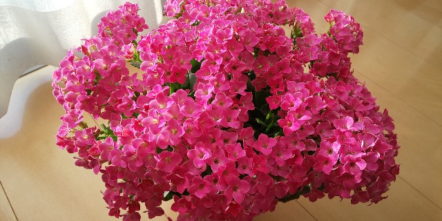 f:id:i_c_o:20211202075931j:plain