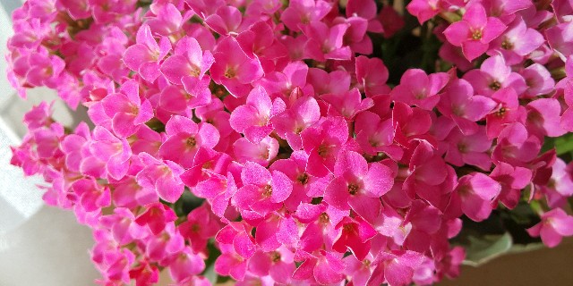 f:id:i_c_o:20211202075944j:plain