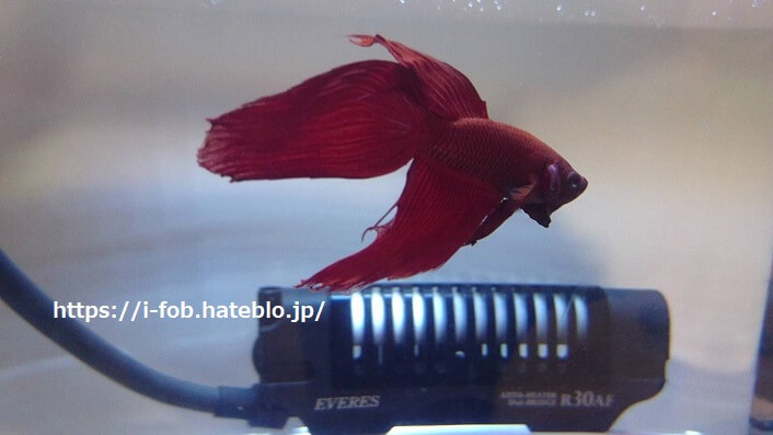 赤のトラディショナルベタ