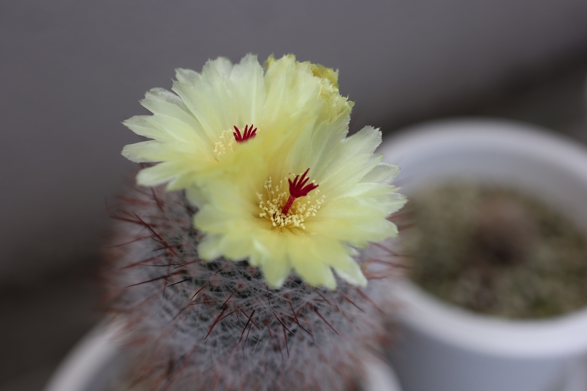 f:id:i_knit_you_purl:20190616215357j:plain f:id:i_knit_you_purl:20190616215357j:plain