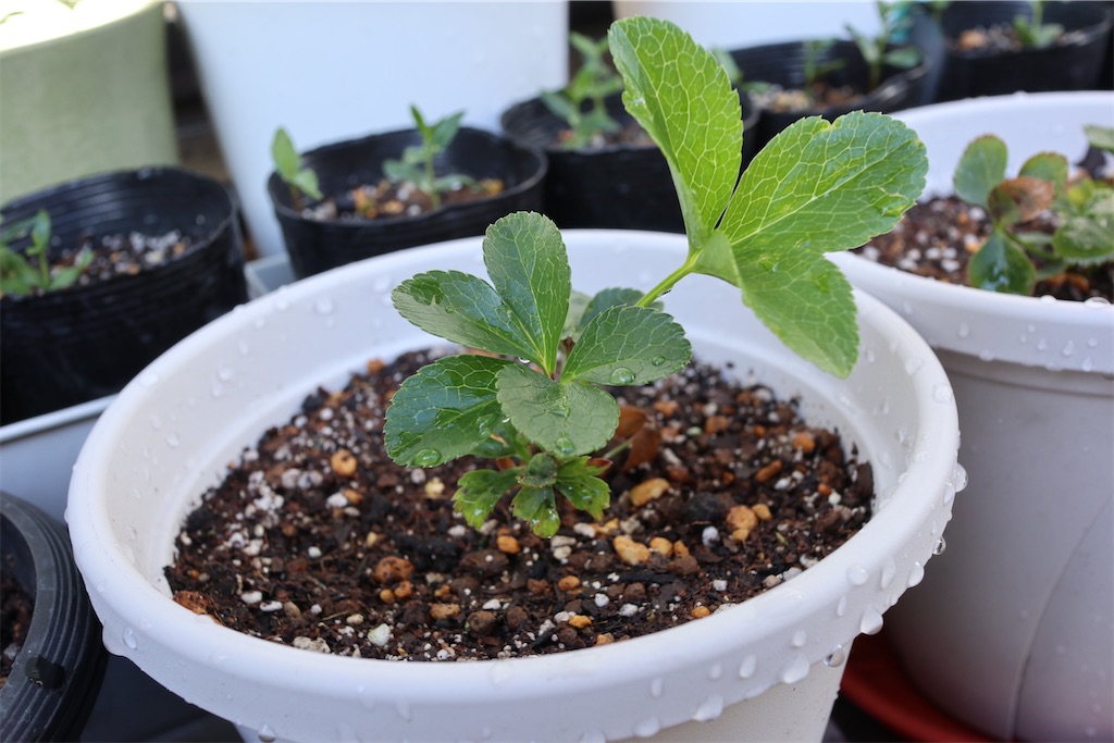 f:id:i_knit_you_purl:20250406164730j:image f:id:i_knit_you_purl:20250406164730j:image