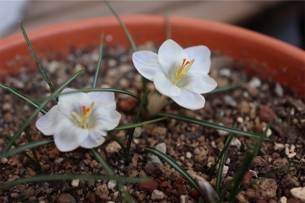 f:id:i_knit_you_purl:20250406164848j:image f:id:i_knit_you_purl:20250406164848j:image