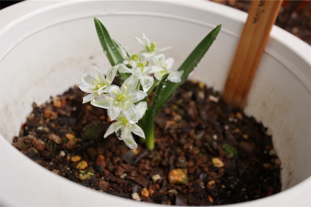 f:id:i_knit_you_purl:20250406165116j:image f:id:i_knit_you_purl:20250406165116j:image