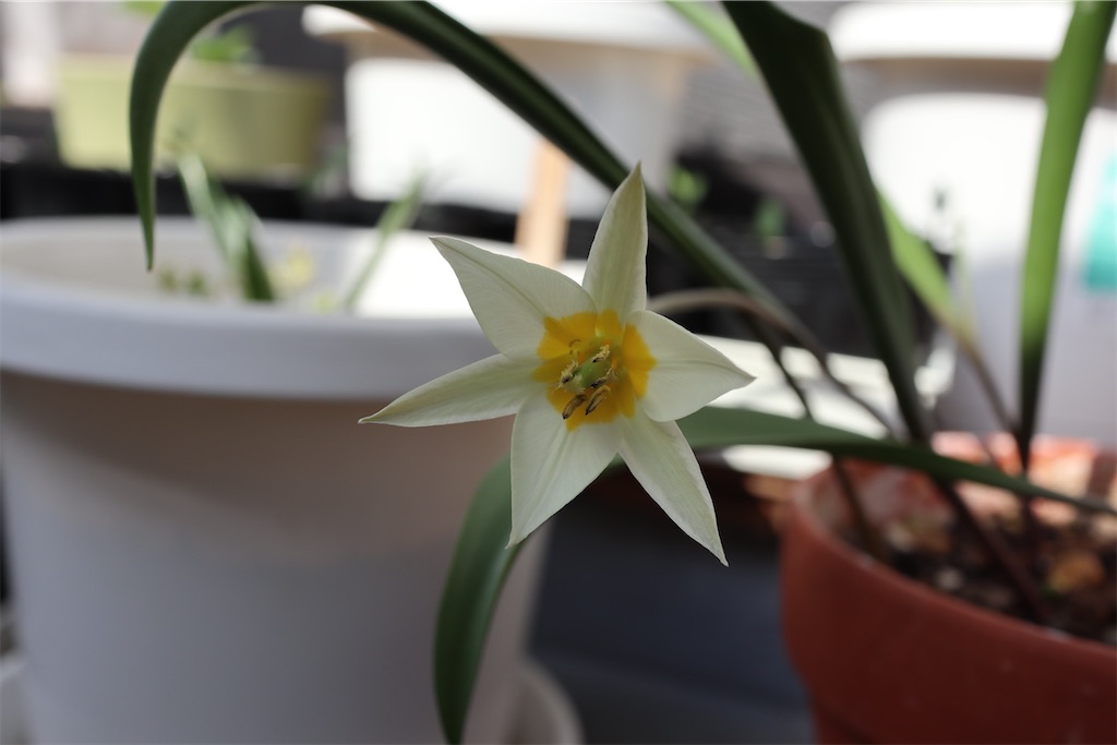 f:id:i_knit_you_purl:20250406165119j:image f:id:i_knit_you_purl:20250406165119j:image