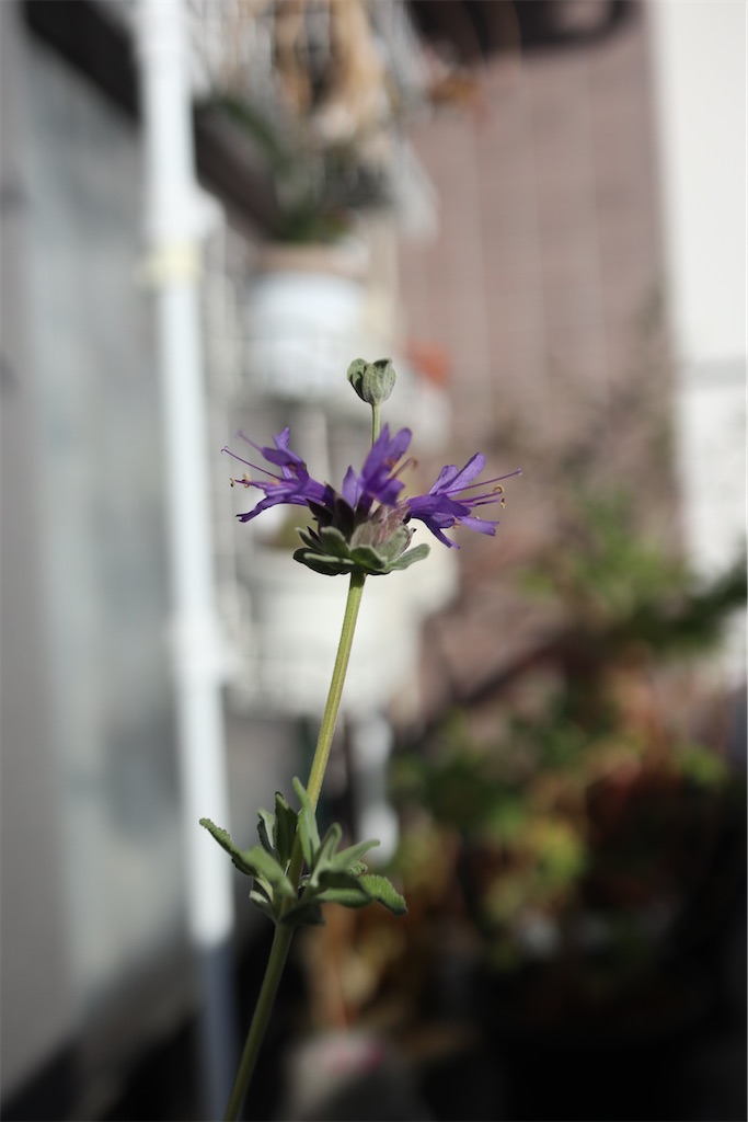 f:id:i_knit_you_purl:20250406165510j:image f:id:i_knit_you_purl:20250406165510j:image