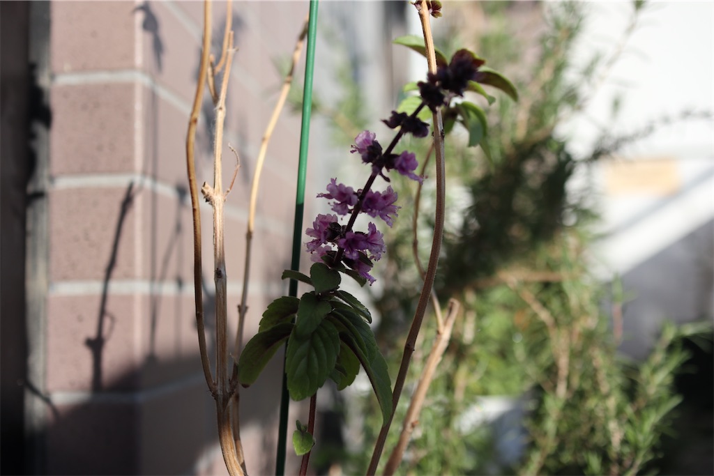 f:id:i_knit_you_purl:20250406165513j:image f:id:i_knit_you_purl:20250406165513j:image