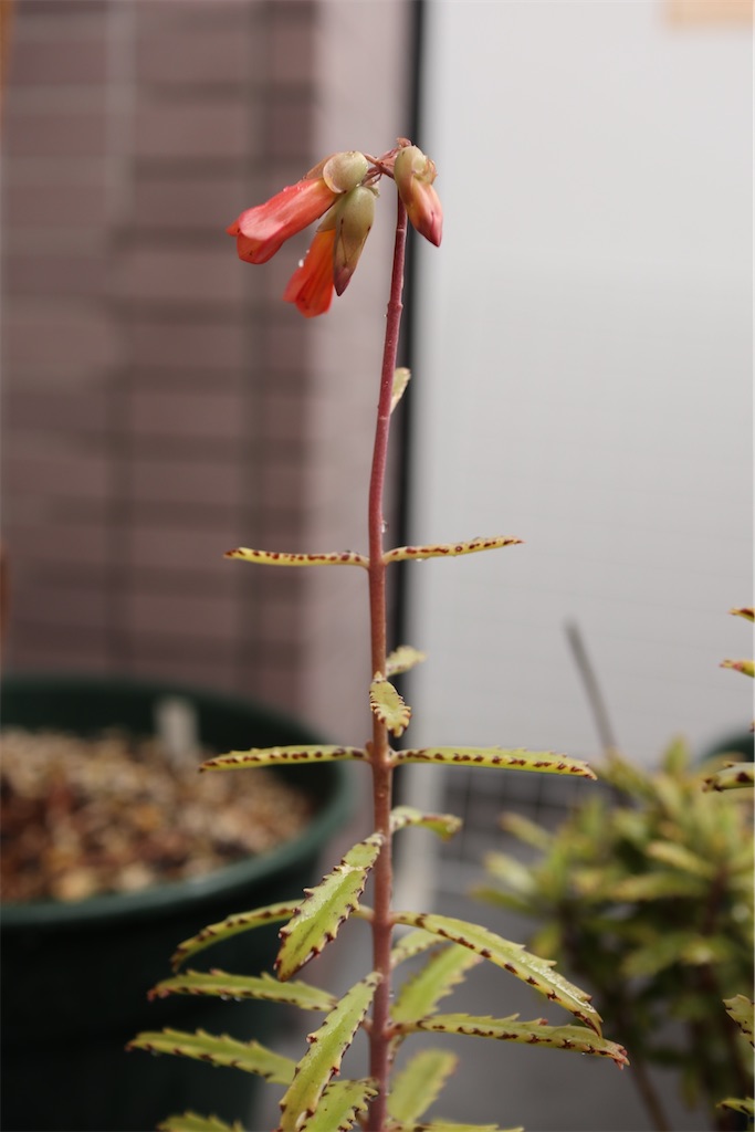 f:id:i_knit_you_purl:20250406170203j:image f:id:i_knit_you_purl:20250406170203j:image