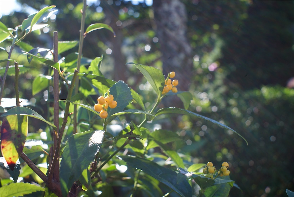 f:id:i_kowa:20201110224307j:image f:id:i_kowa:20201110224307j:image