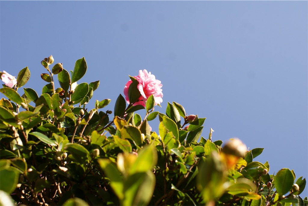 f:id:i_kowa:20201110224333j:image f:id:i_kowa:20201110224333j:image