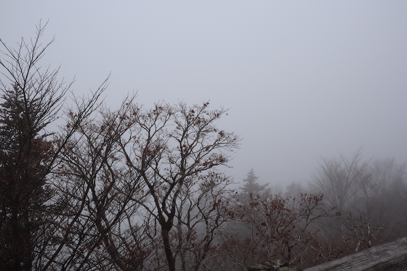 f:id:i_like_mcc:20201231083841j:plain