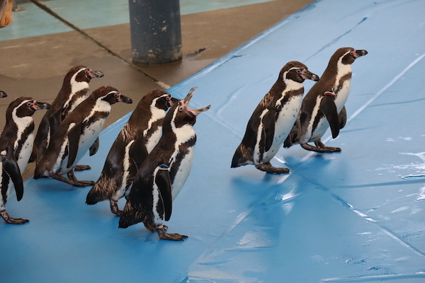 f:id:i_like_mcc:20210401183102j:plain