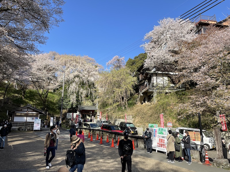 吉野山の桜 - 日本“シン”記録