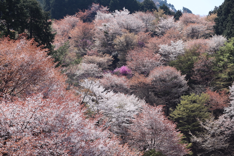 吉野山の桜 - 日本“シン”記録