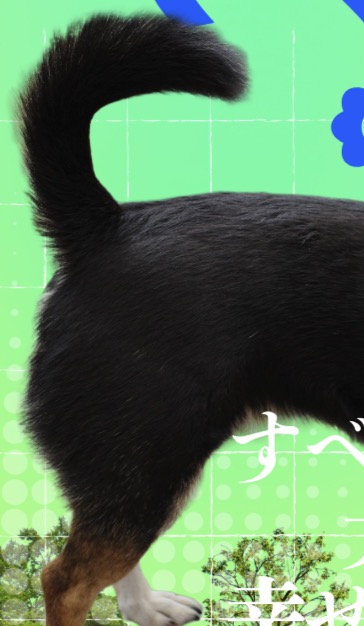 友達の犬を預かって最高だった＆Adobe Expressさわってみた