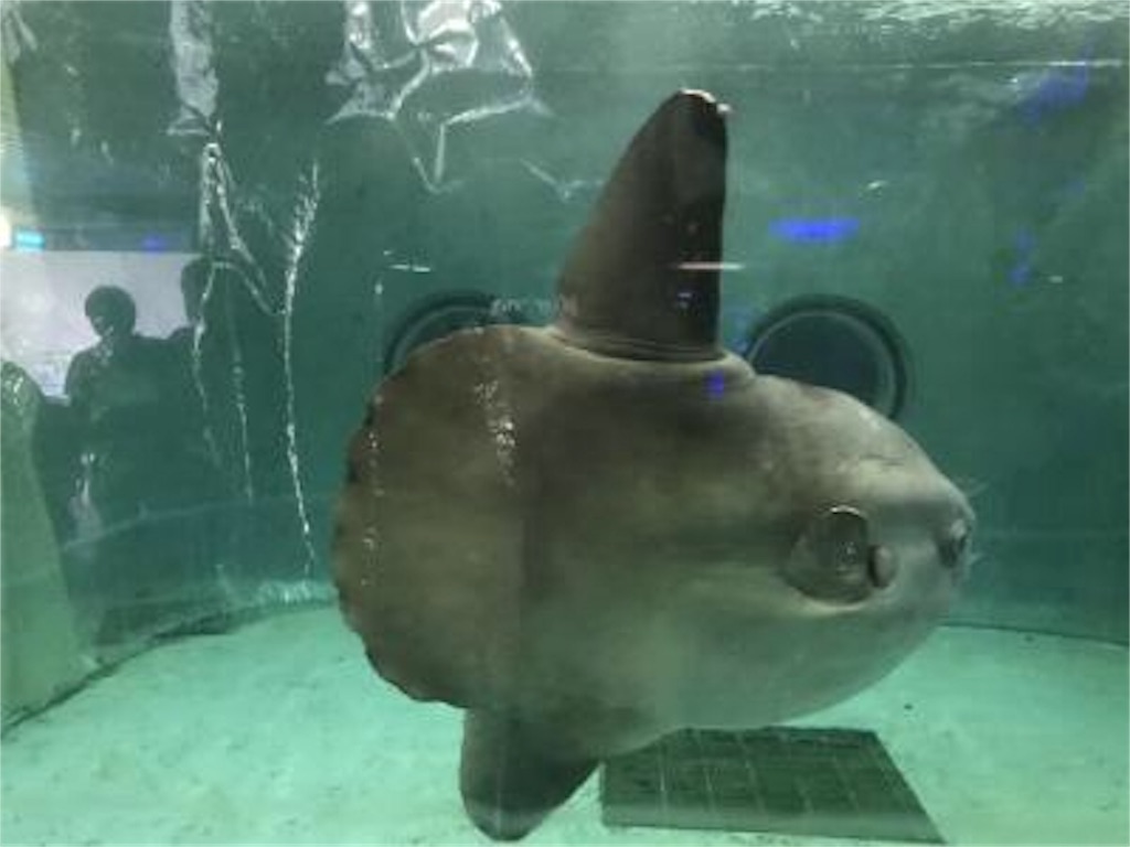 鴨川シーワールド 稲葉景のちょっと為になるブログ
