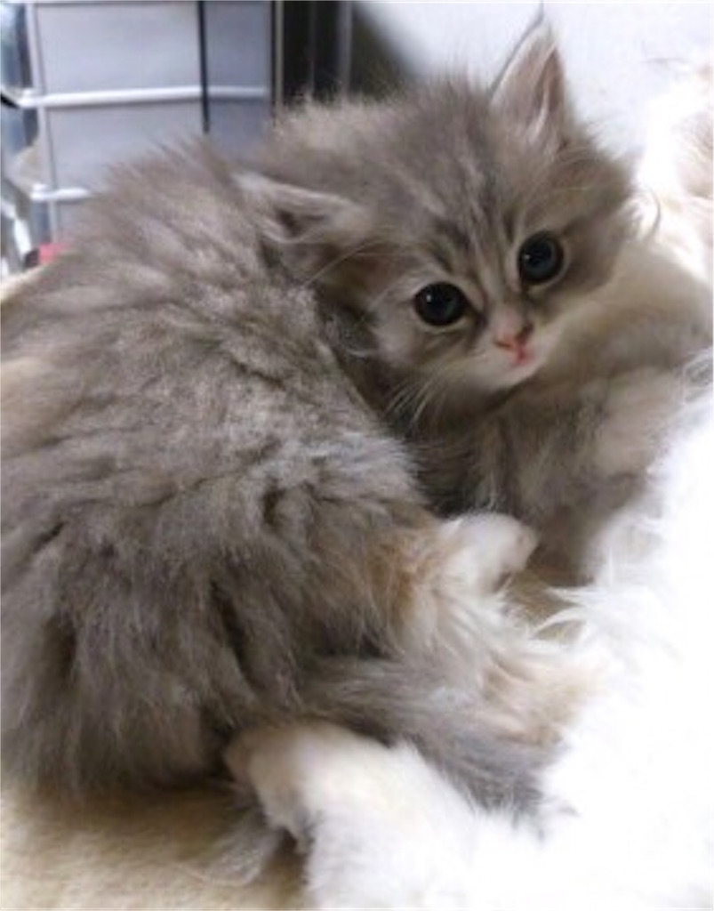f:id:iamMcAt:20180630152201j:image f:id:iamMcAt:20180630152201j:image