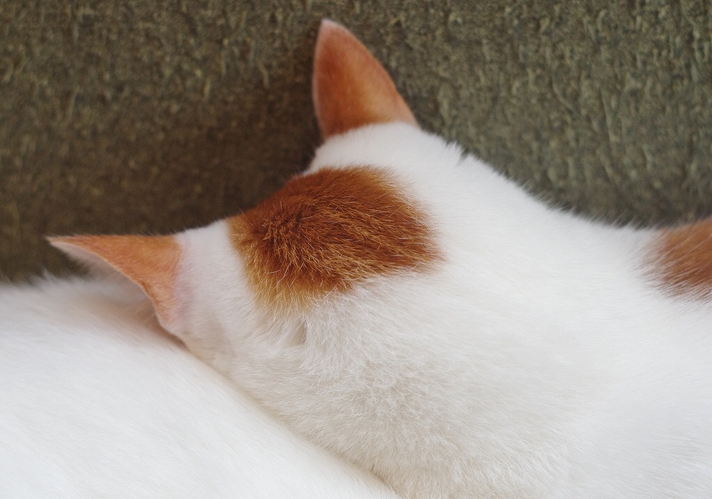 f:id:iamMcAt:20180701201450j:image f:id:iamMcAt:20180701201450j:image