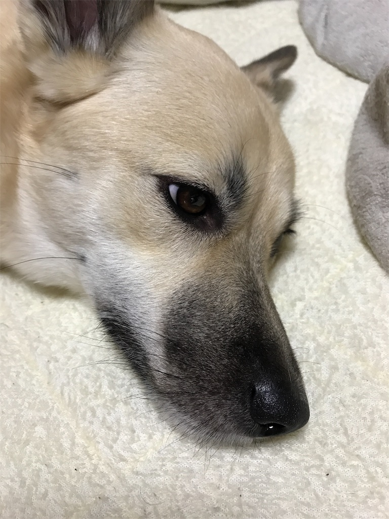 f:id:ibaragi0903:20181024205006j:image
