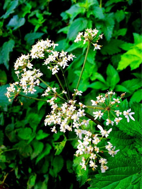 f:id:ibaya:20160920164658j:plain f:id:ibaya:20160920164658j:plain