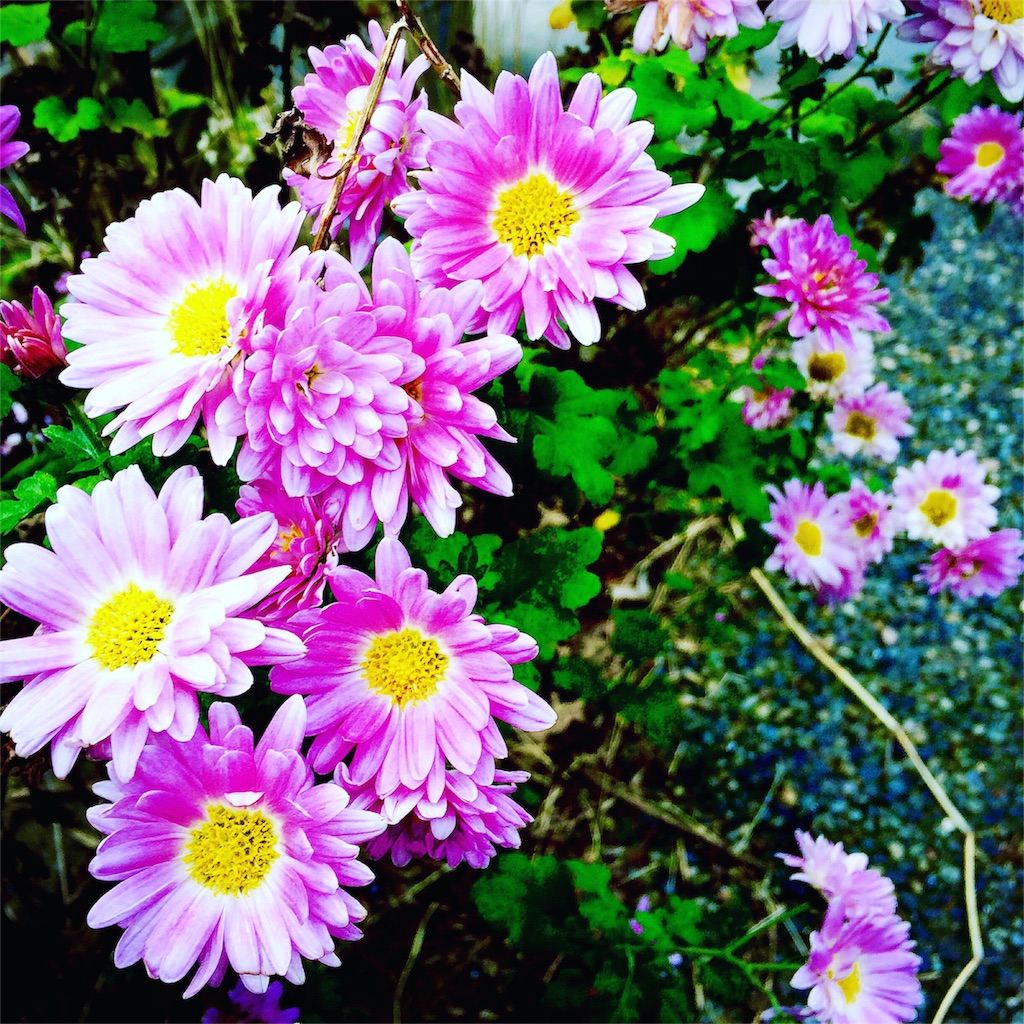 f:id:ibaya:20161130151513j:image f:id:ibaya:20161130151513j:image
