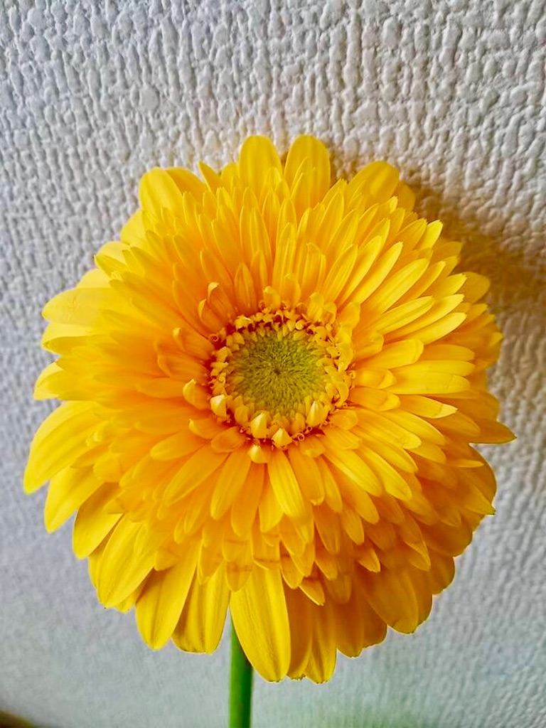 f:id:ibaya:20170314093112j:image