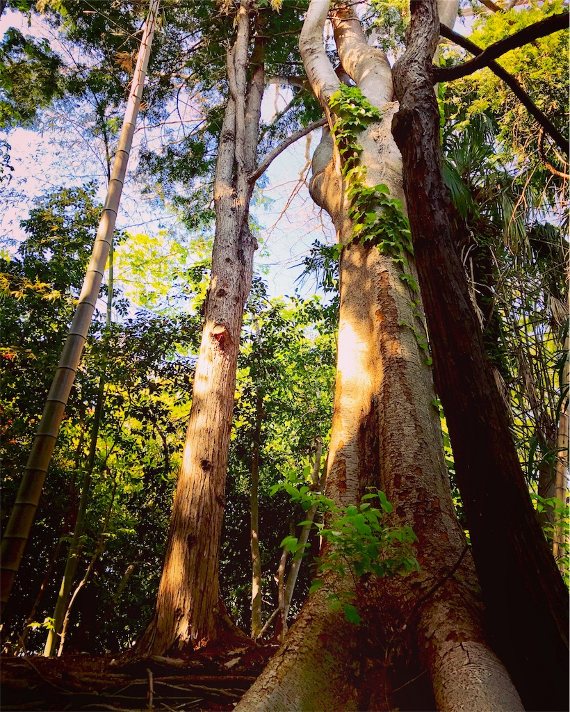 f:id:ibaya:20170429085647j:image