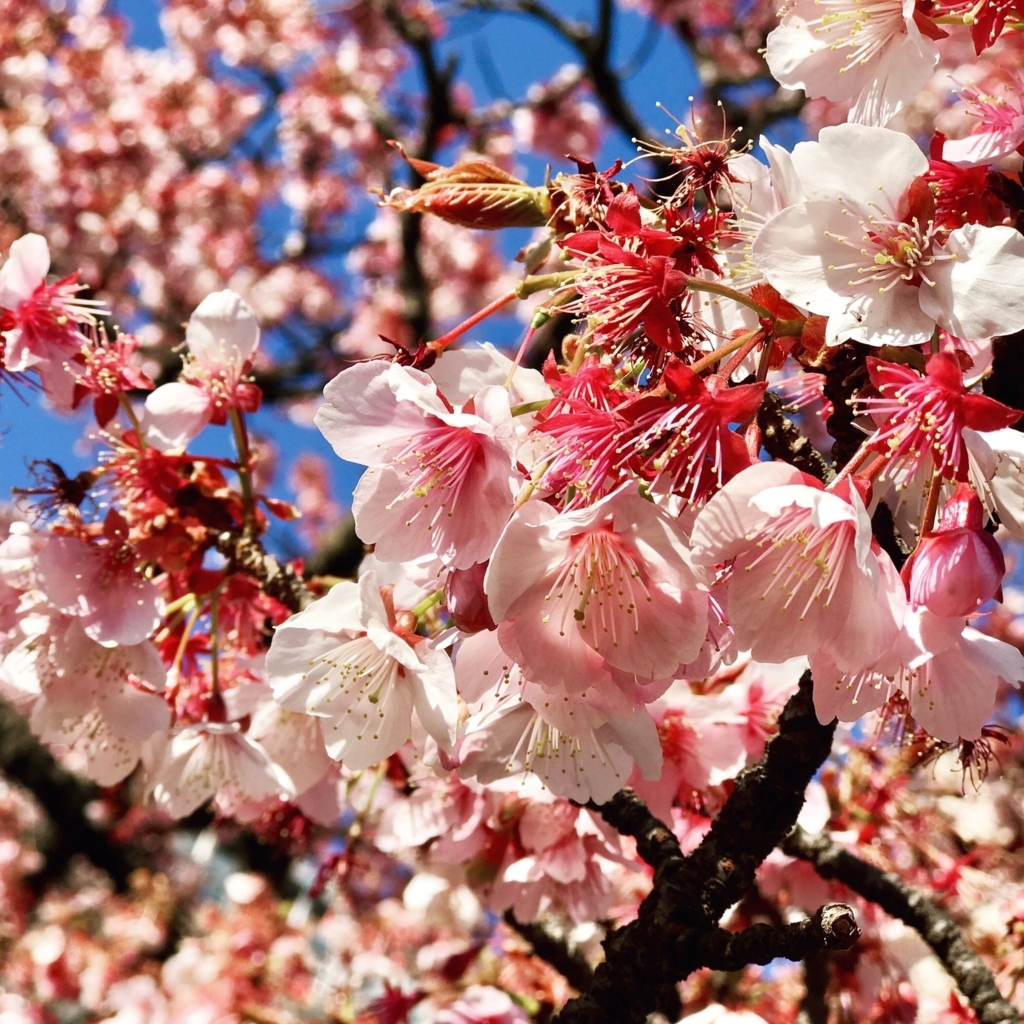 f:id:ibaya:20180220071514j:plain f:id:ibaya:20180220071514j:plain