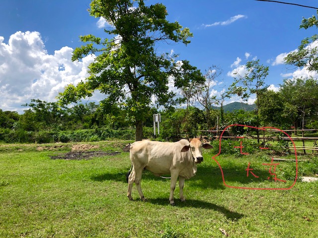 f:id:ibaya:20180525142741j:plain f:id:ibaya:20180525142741j:plain