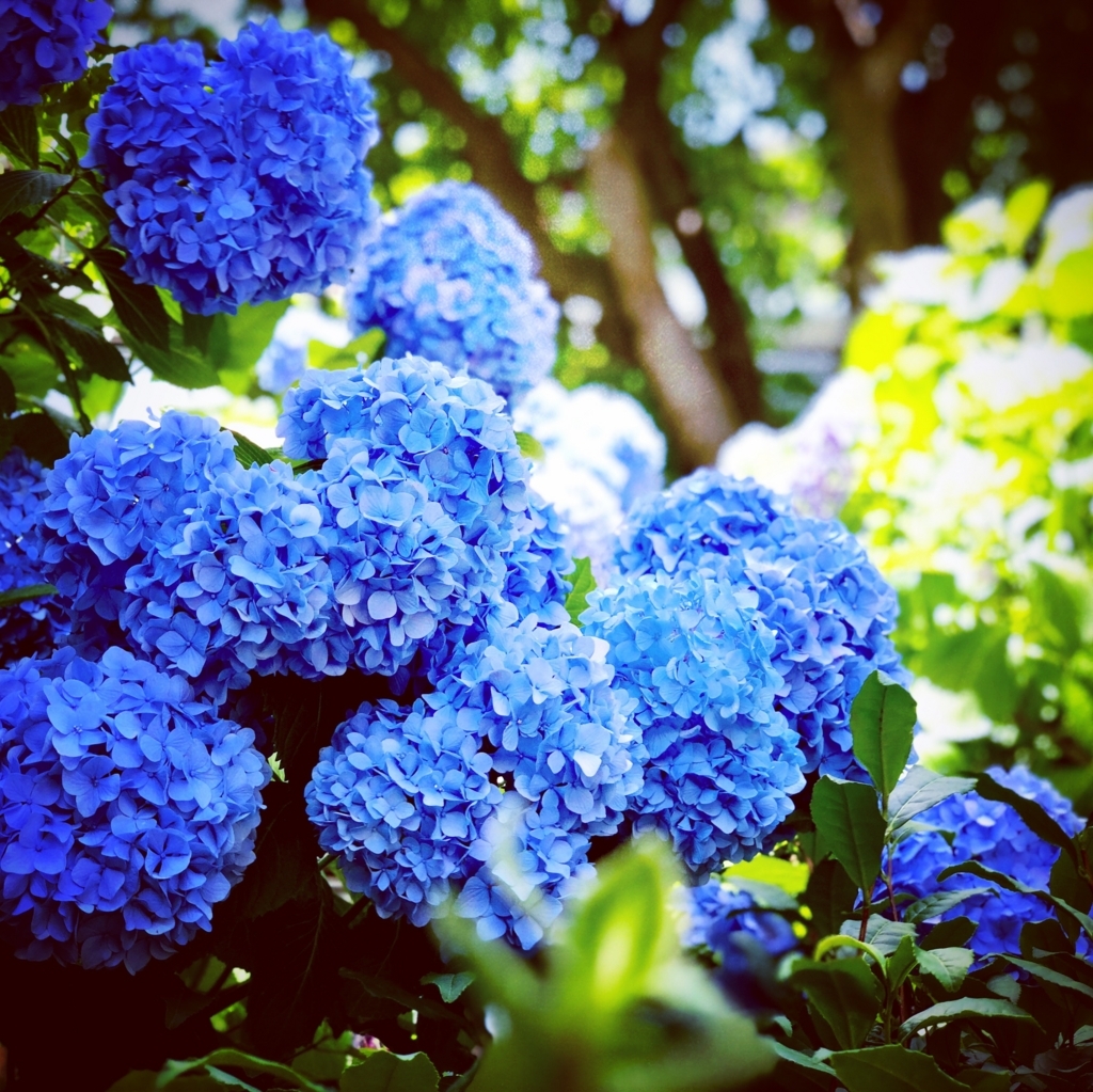 f:id:ibaya:20180608124825j:plain f:id:ibaya:20180608124825j:plain