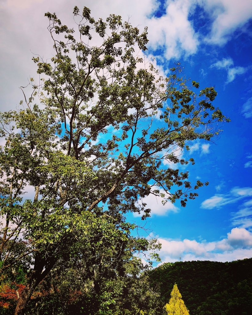 f:id:ibaya:20181020122008j:plain