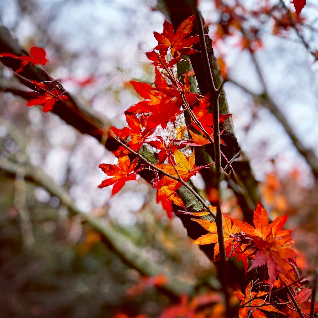 f:id:ibaya:20181208082912j:plain f:id:ibaya:20181208082912j:plain