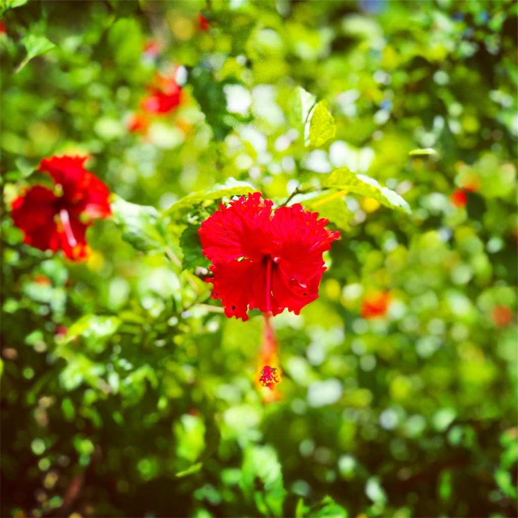 f:id:ibaya:20190110111642j:image
